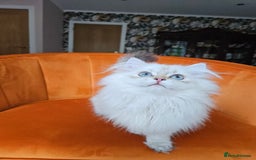 Scottish Fold cats for sale: Excellent Scottish straight girl ready to go in Erith - Image 20