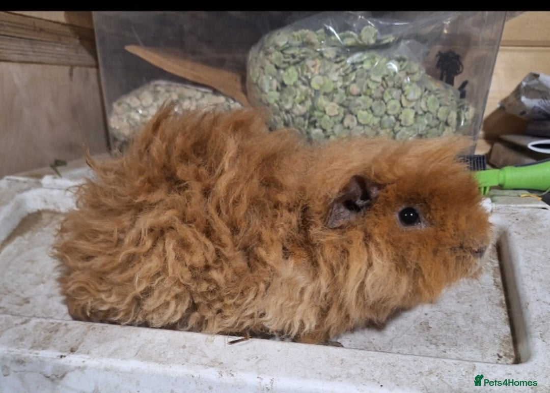 Guinea Pig rodents for sale: Pair of Guinea pig sows ( girls) ready now  - Advert 3