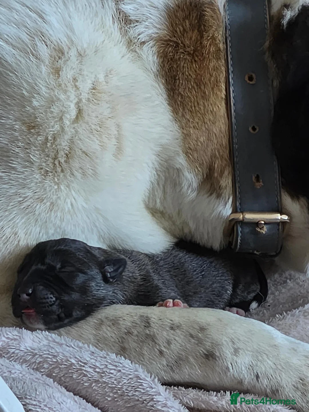 Mixed Breed dogs for sale: American Akita x cane corse puppies - Advert 13