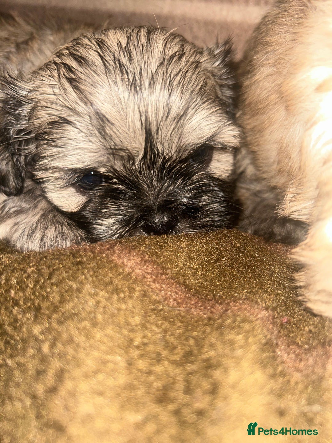 Shih Tzu dogs for sale: shihtzu  - Image 4
