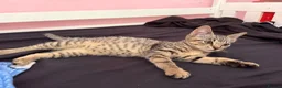 Mixed Breed cats for sale: Lovely Kittens Looking for Their Forever Homes 🐾 - Advert 5