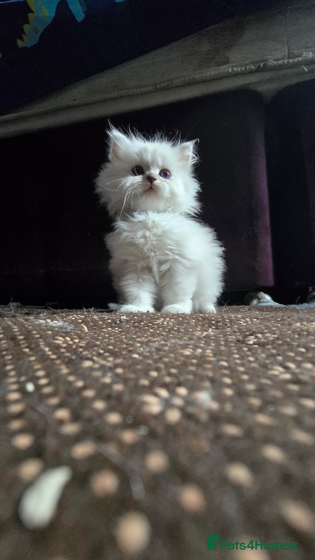 Ragdoll cats for sale: Ragdoll Kittens For Sale - Image 18