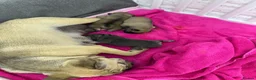 French Bulldog dogs for sale: French bulldog  - Advert 14