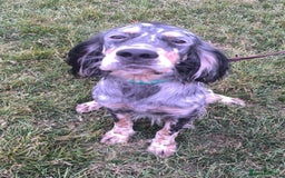 English Setter dogs for adoption: Whisky - Image 10