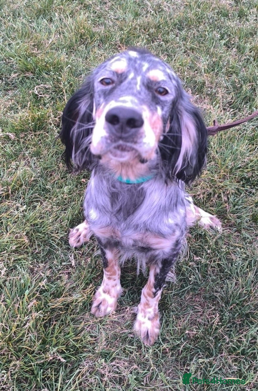 English Setter dogs for adoption: Whisky - Image 10
