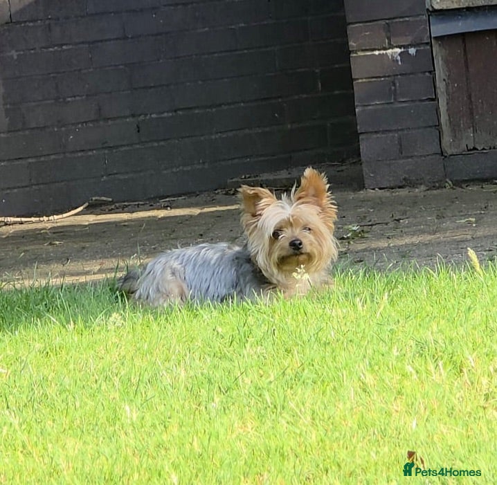 Yorkshire Terrier dogs Beautiful Yorkshire Terrier puppies 1boy 1girl  - Advert 1