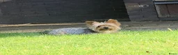 Yorkshire Terrier dogs for sale: Beautiful Yorkshire Terrier puppies 1boy 1girl  - Advert 1