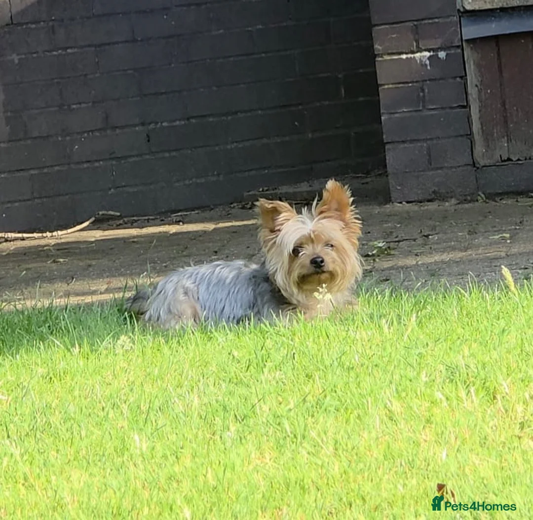 Yorkshire Terrier dogs for sale: Beautiful Yorkshire Terrier puppies 1boy 1girl  - Advert 1