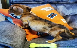 Dachshund dogs for sale: Unusual colour beautiful miniature dachshound pups - Advert 8