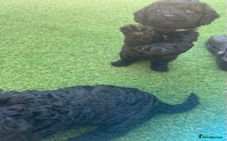 Cockapoo dogs for sale: F1b Cockapoo  - Image 18