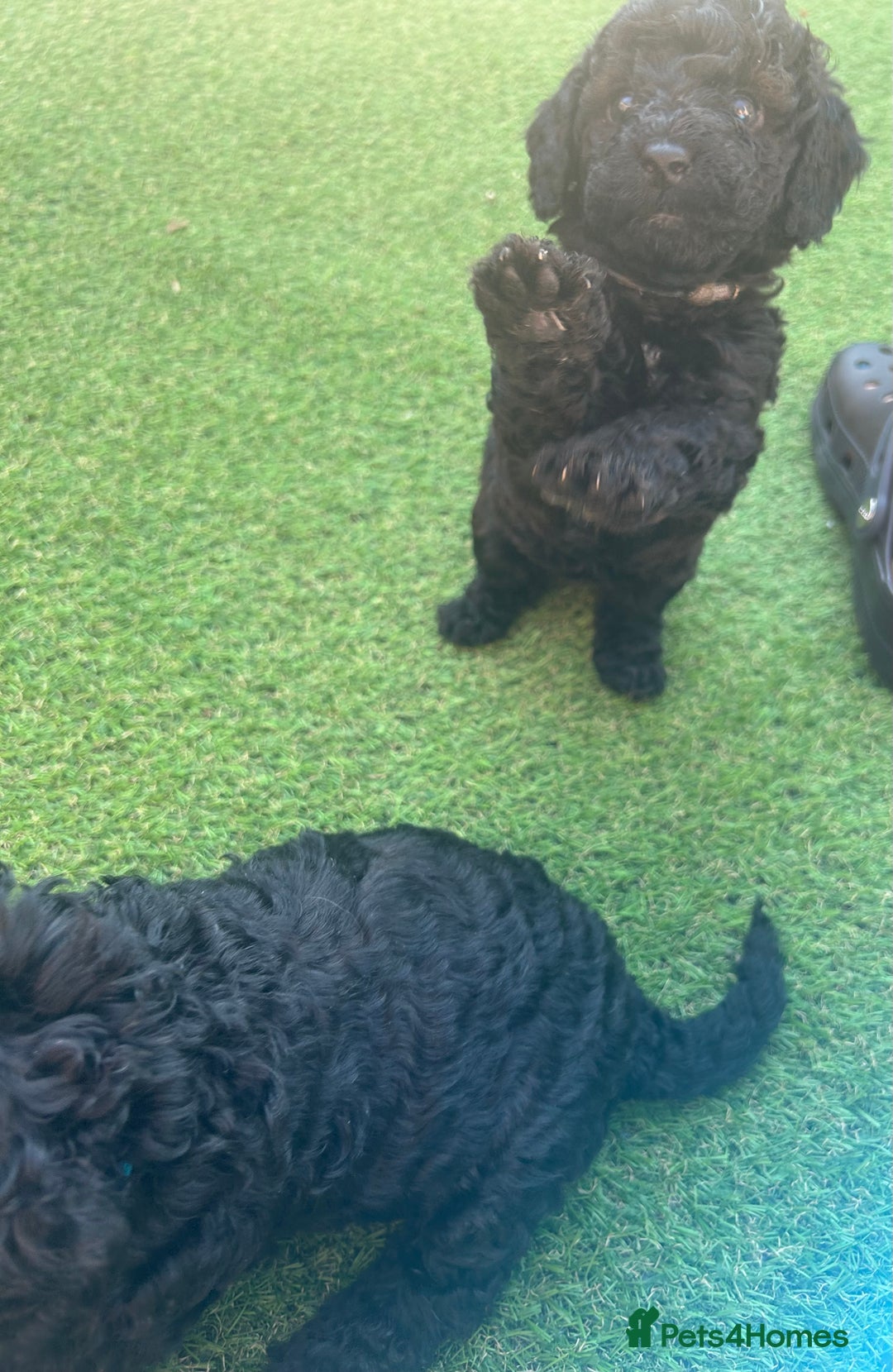 Cockapoo dogs for sale: F1b Cockapoo  - Image 18