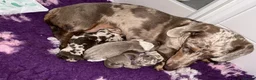 Miniature Dachshund dogs for sale: STUNNING MINIATURE DACHSHUND PUPPIES FOR SALE in Kilmarnock - Advert 2