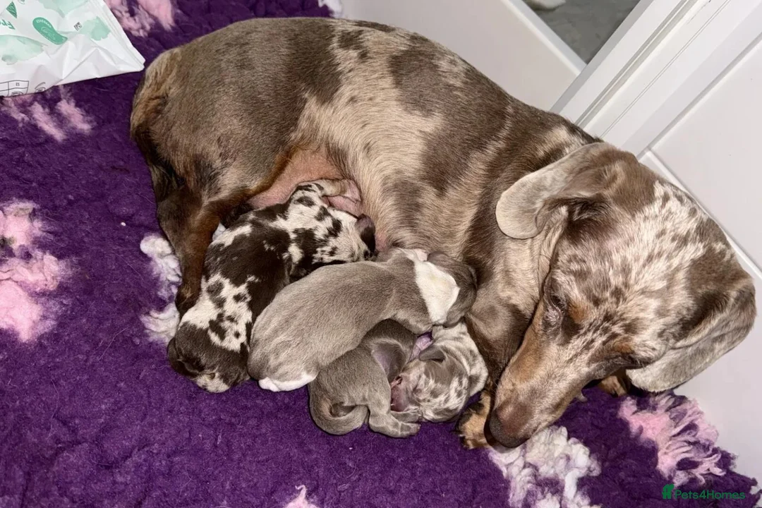 Miniature Dachshund dogs for sale: STUNNING MINIATURE DACHSHUND PUPPIES FOR SALE in Kilmarnock - Advert 2