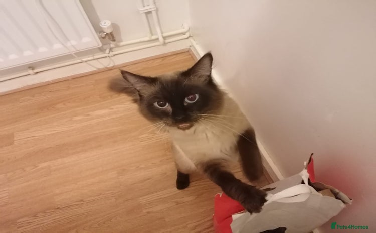 Ragdoll cats - Advert 5