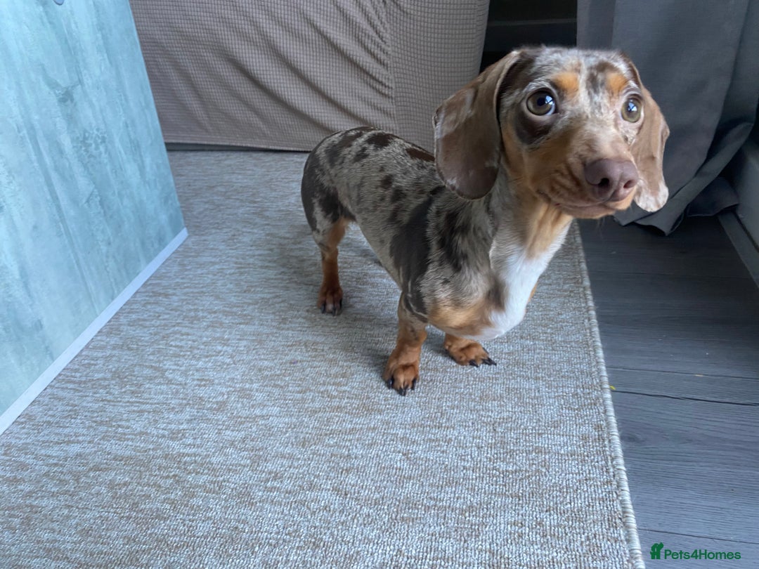 Miniature Dachshund dogs for sale: Rehoming  - Image 3