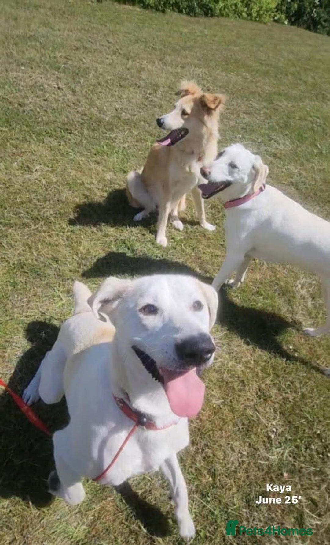 Mixed Breed dogs for adoption: Kaya, 2 years approx. Available for adoption. in Brixham - Image 6