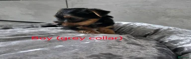 Grey collar 