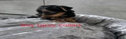 Yorkshire Terrier dogs for sale: 💕Beautiful Yorkshire Terrier Puppies 💕 - Advert 21