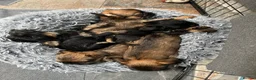 Griffon Bruxellois dogs for sale: New kids on the block  - Advert 3