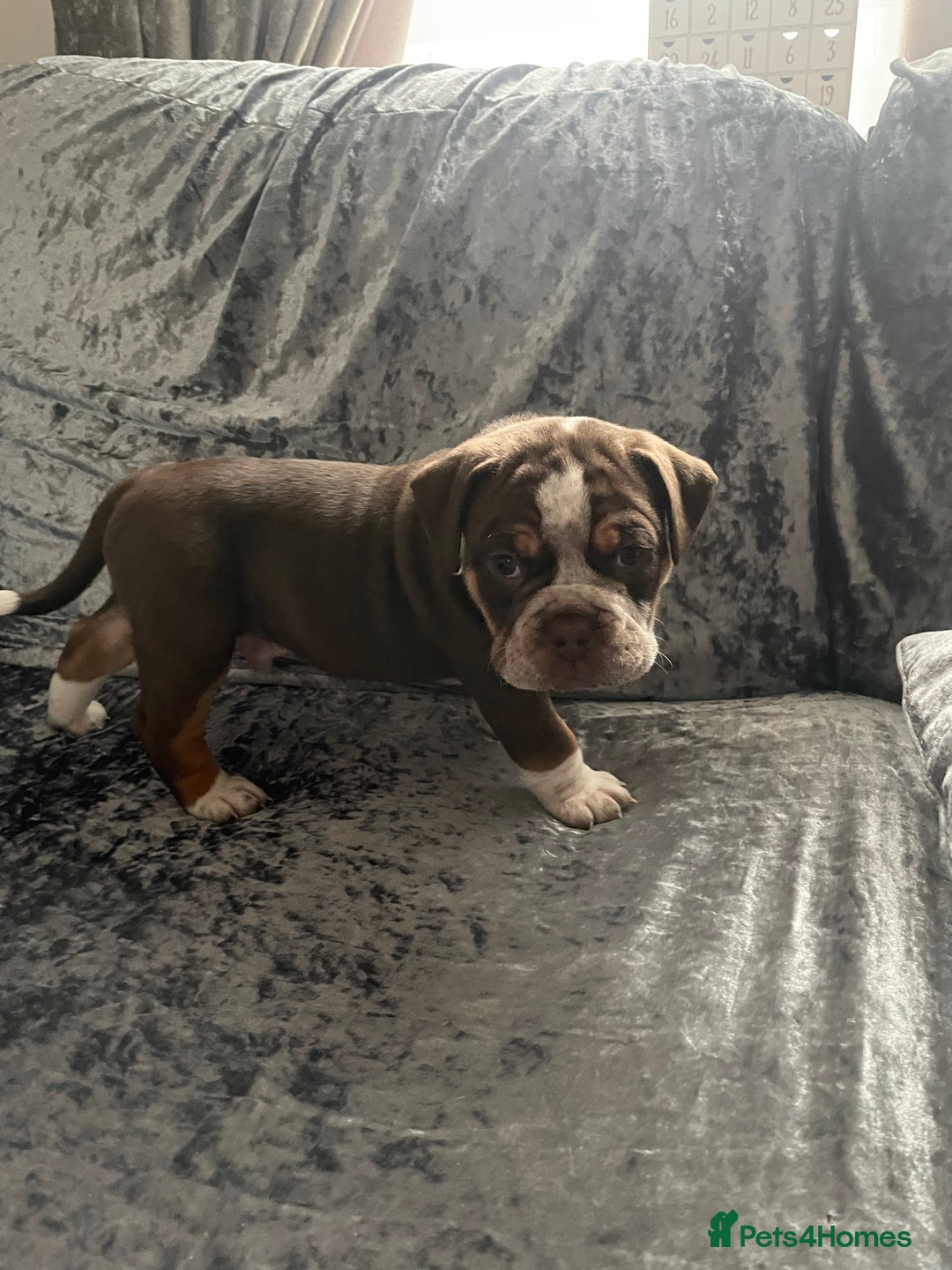 Olde English Bulldogge dogs for sale: NEBBR registered Olde English bulldogge puppies - Advert 17