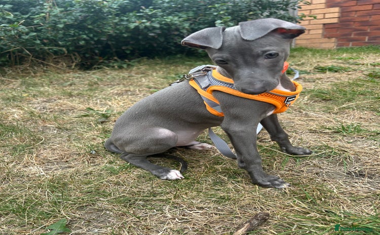 Italian Greyhound dogs - Advert 2