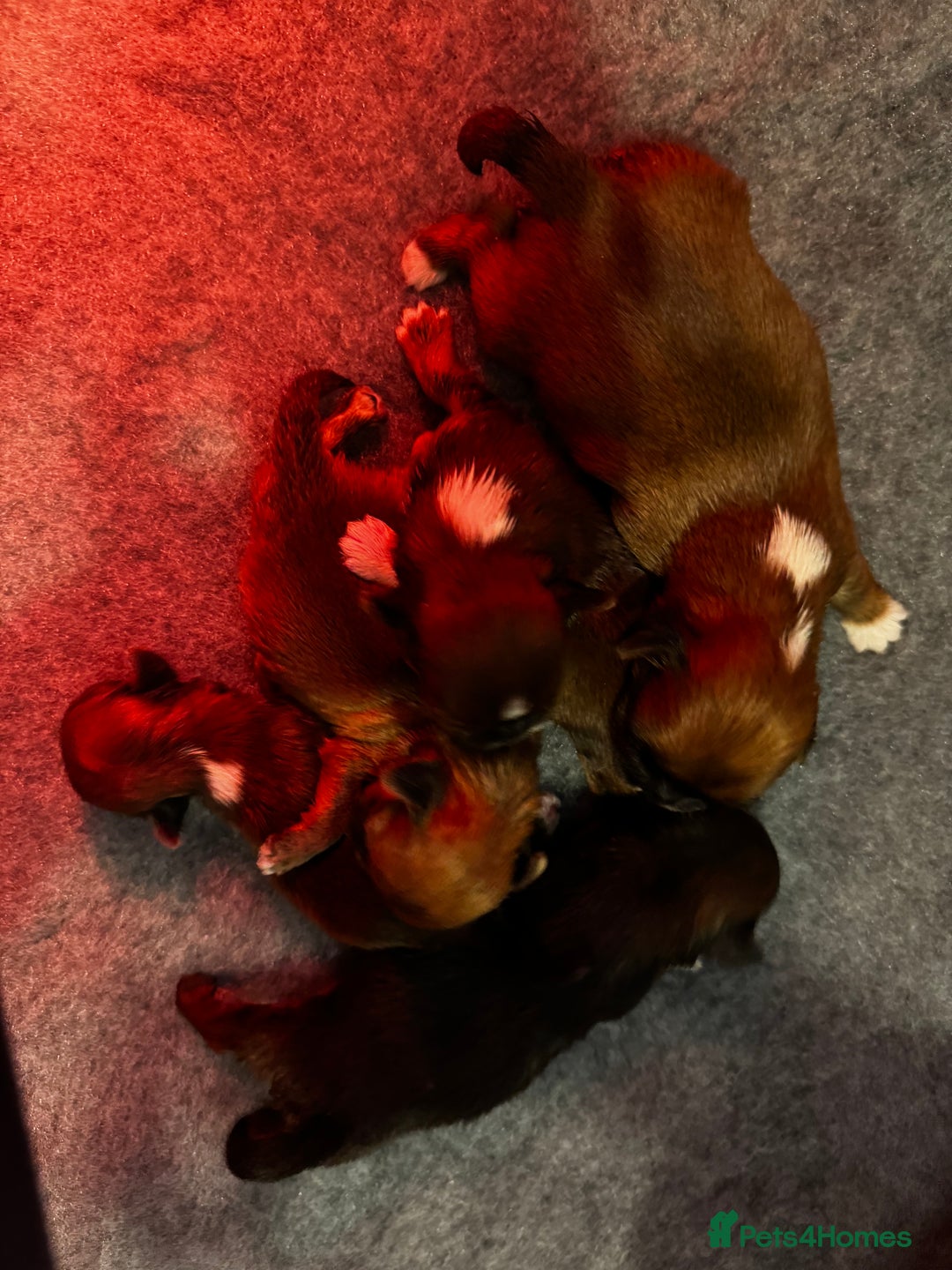 Lhasa Apso dogs for sale: Lhasa apso puppies - Image 2