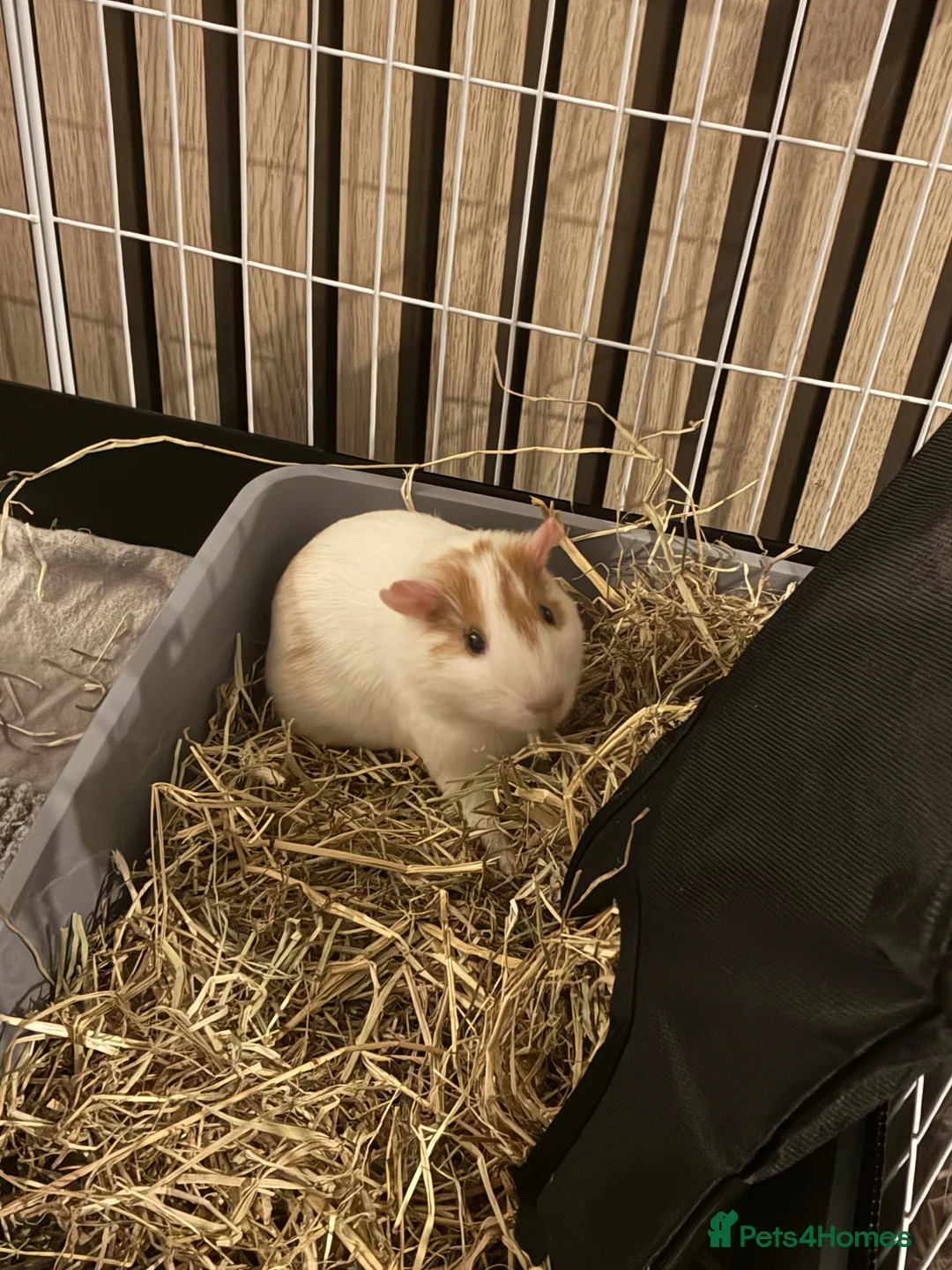 Guinea Pig rodents for sale: 2 female guinea pigs  - Advert 1