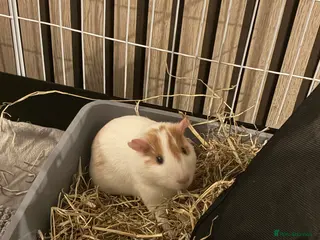 Guinea Pig rodents 2 female guinea pigs - Advert 1