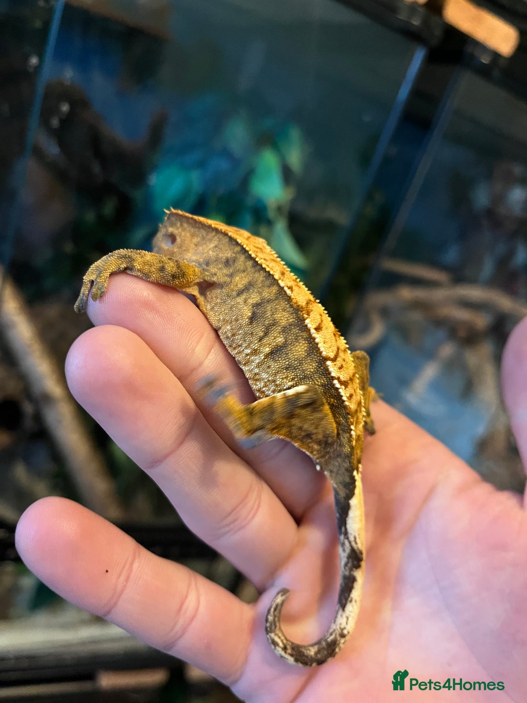 Gecko reptiles for sale: Crests geckos ford sale  - Image 8