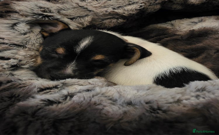 Jack Russell dogs - Advert 1
