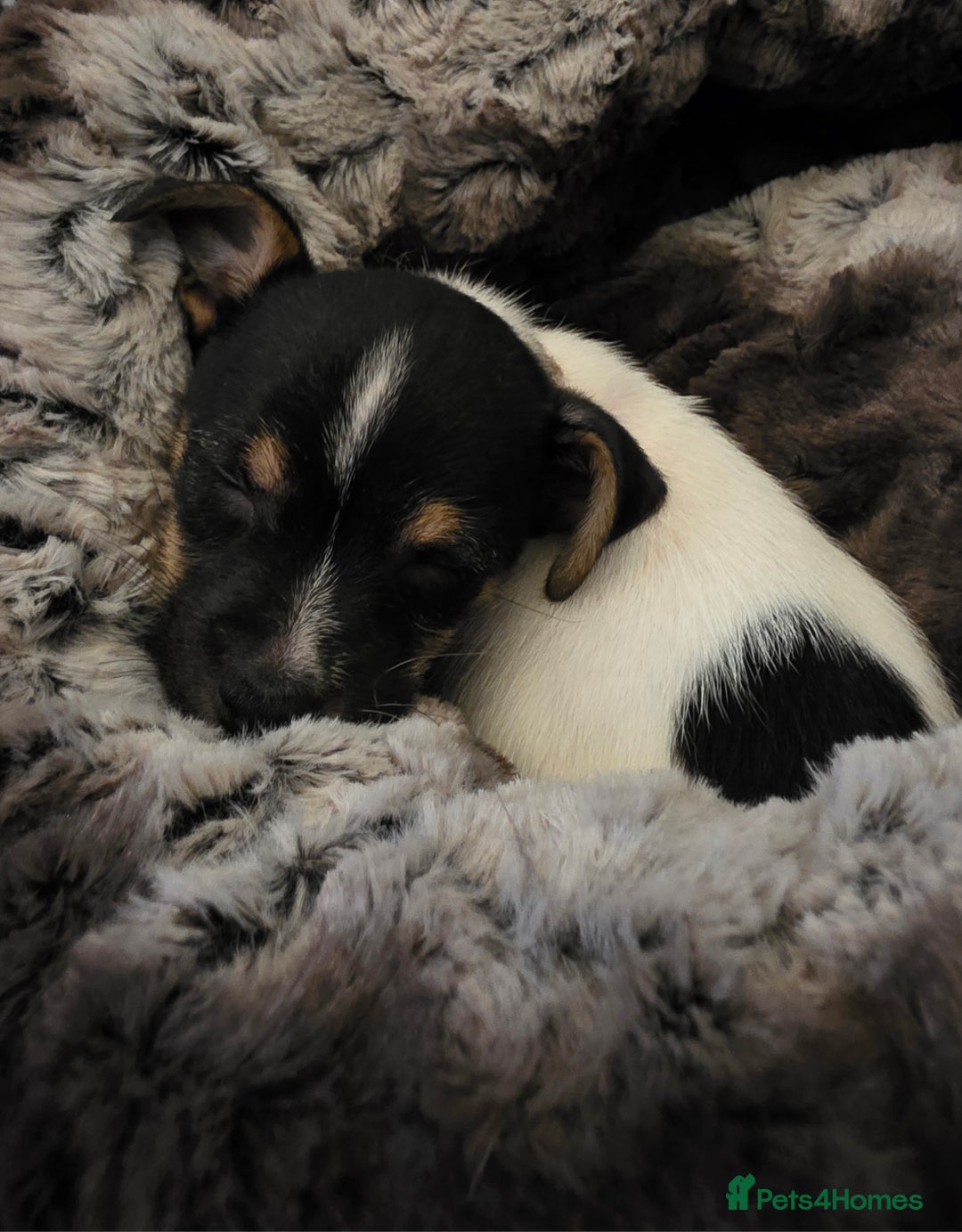 Jack Russell dogs for sale: Jack Russell male puppy - Image 1