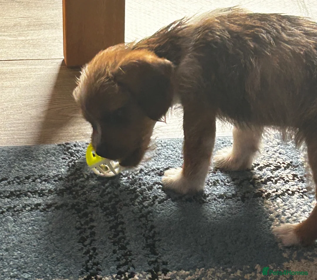 Jackshund dogs for sale: Beautiful fluffy jack Russell cross  - Advert 2