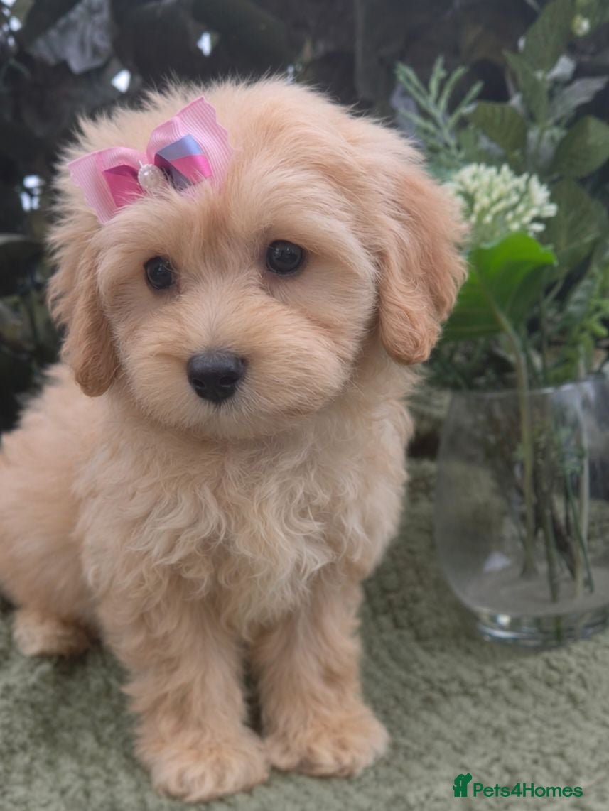 Maltipoo dogs Quality Toy Maltipoos Japan & USA CHAMPION lines  - Advert 2