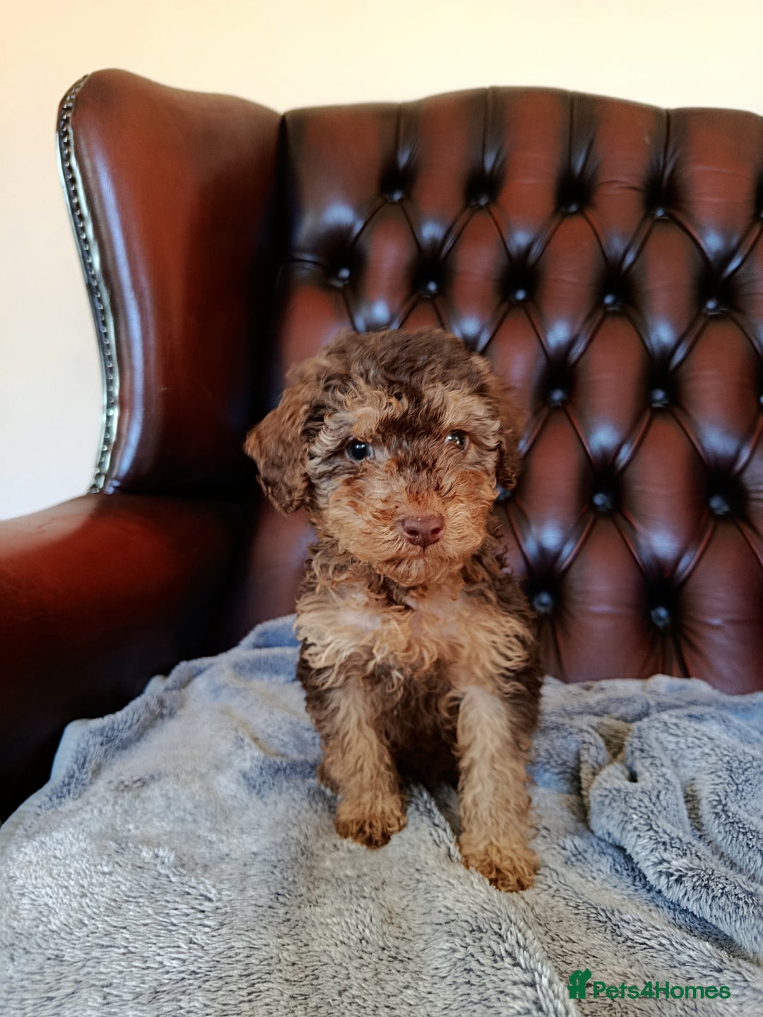 Cockapoo dogs for sale: F1b Cockapoos ** 2 left. - Advert 8
