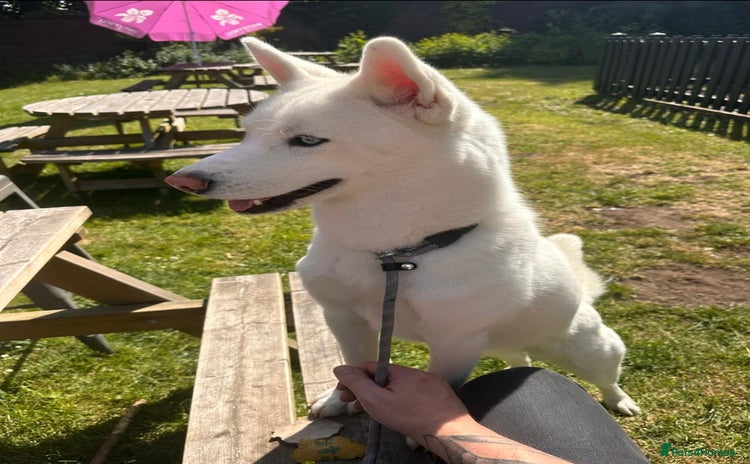 Siberian Husky dogs - Advert 1