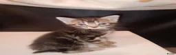 Mixed Breed cats for sale: 1 black boy and 4 girl tabby cats - Advert 3