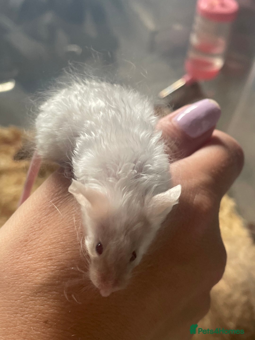Mouse rodents for sale: Beautiful fancy mice looking for forever homes - Image 24