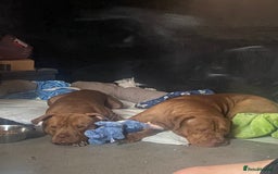 Mixed Breed dogs for sale: 2 year old male dog - Image 2
