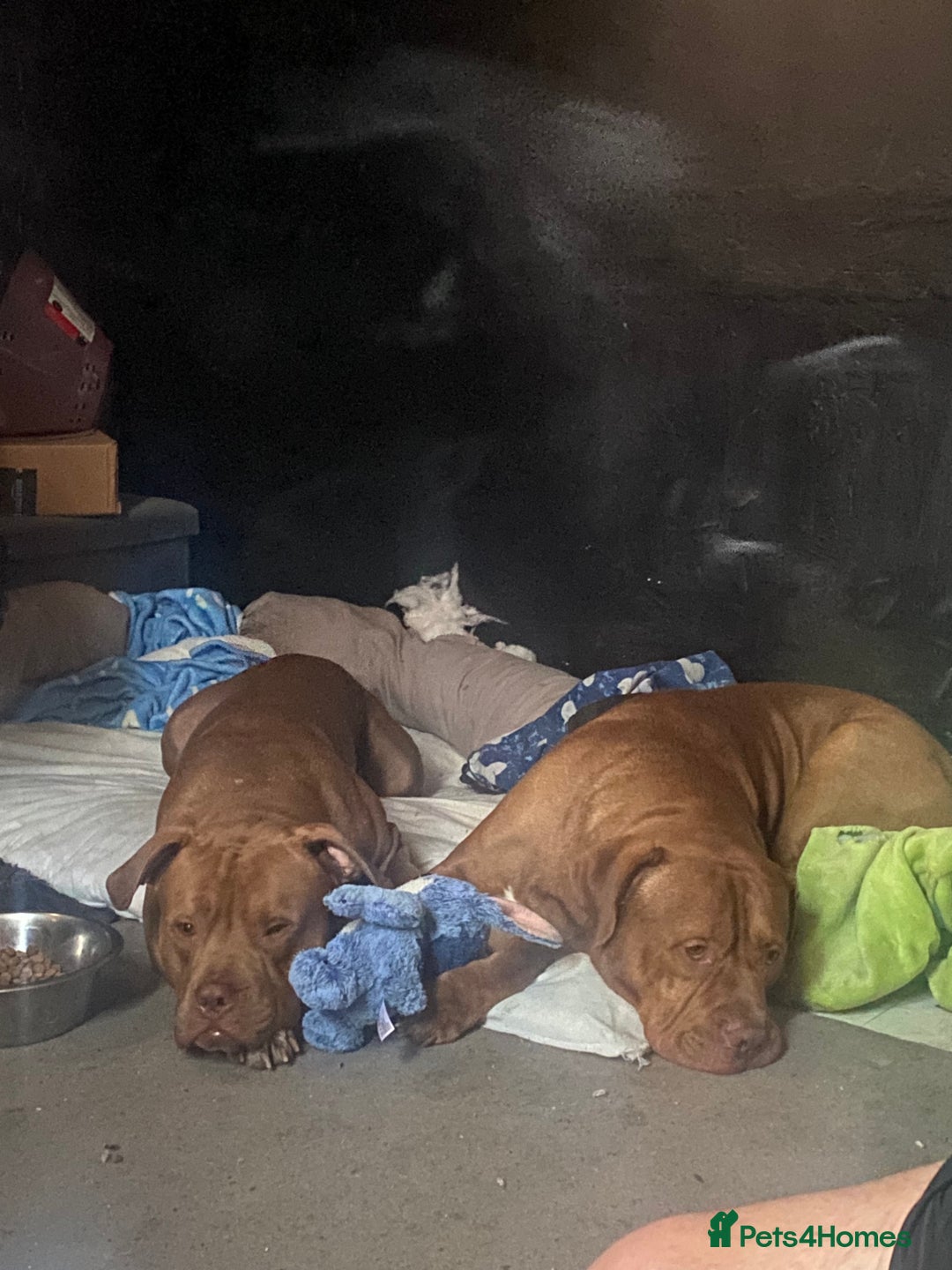 Mixed Breed dogs for sale: 2 year old male dog - Image 2
