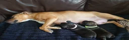 Staffordshire Bull Terrier dogs for sale: ExceptionalStaffordshire bull Terrier Puppies - Advert 3