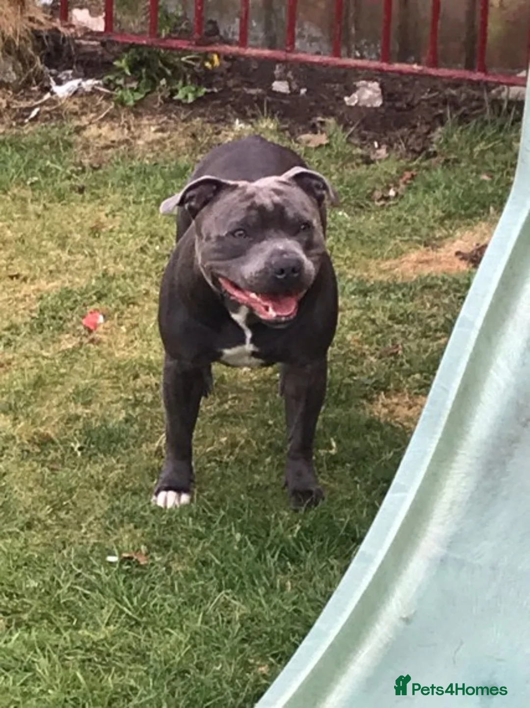Staffordshire Bull Terrier dogs for stud: Blue Staffordshire bull terrier proven stud in Port Glasgow - Advert 3