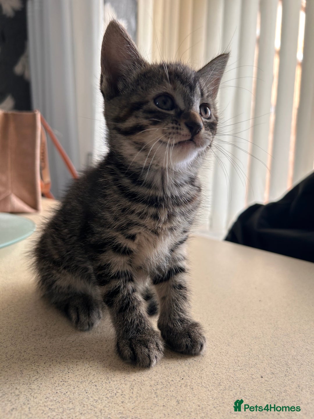 Domestic Shorthair cats for sale: grey Kitten Domestic shorthair  - Image 4