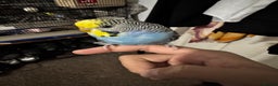 Finches birds for sale: Breeder budgies for sale  - Advert 10