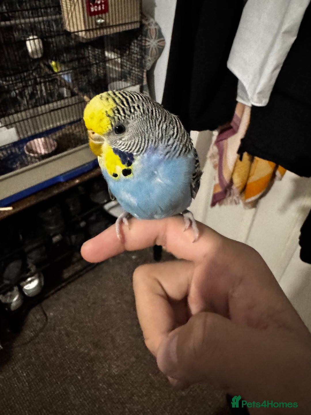 Finches birds for sale: Breeder budgies for sale  - Advert 10