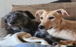 Mixed Breed dogs for sale: Beautiful bedlington whippet x lurcher puppies! - Image 12