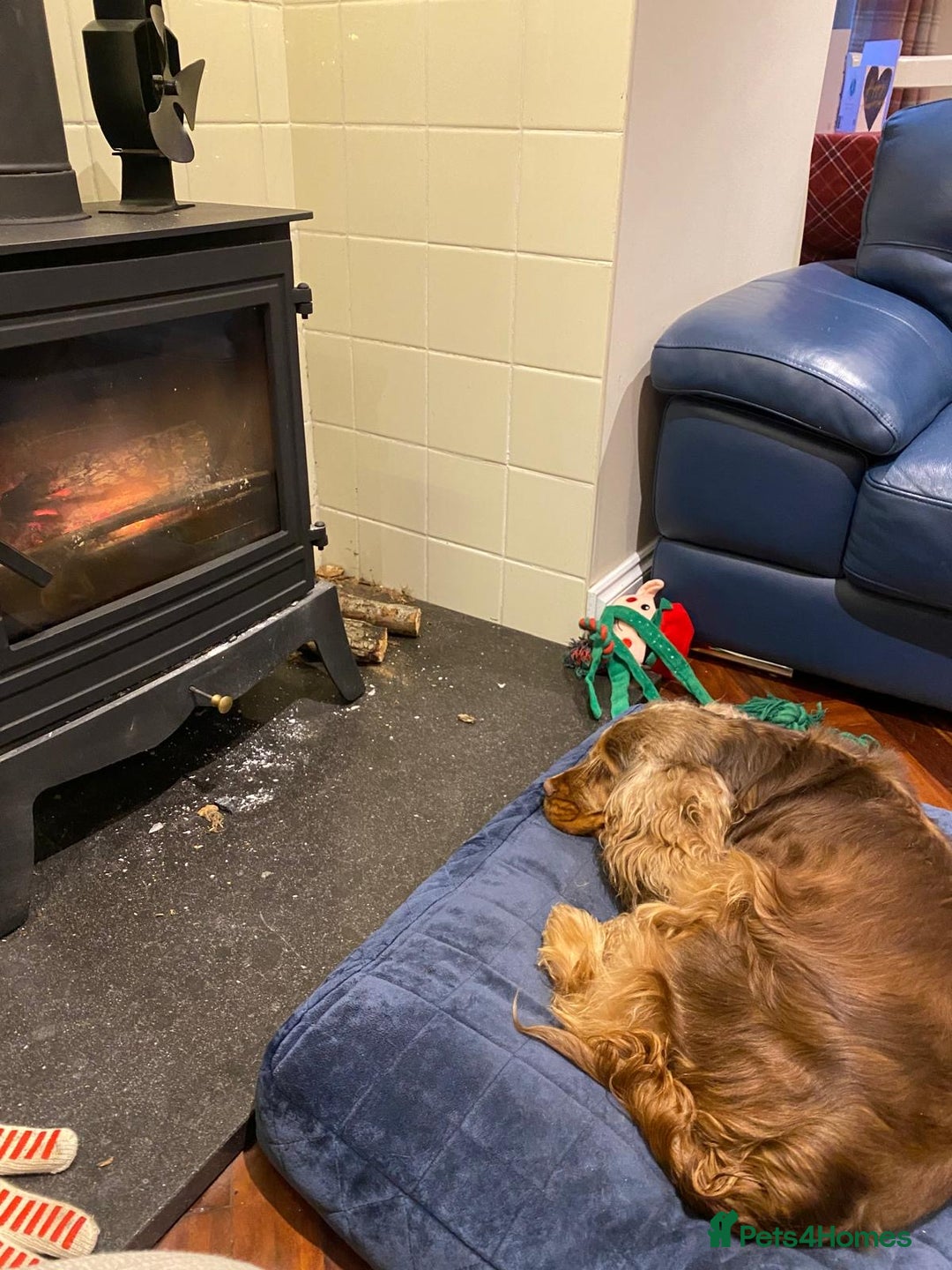 Cocker Spaniel dogs for sale: New litter of quality KC show cocker spaniels  - Advert 10