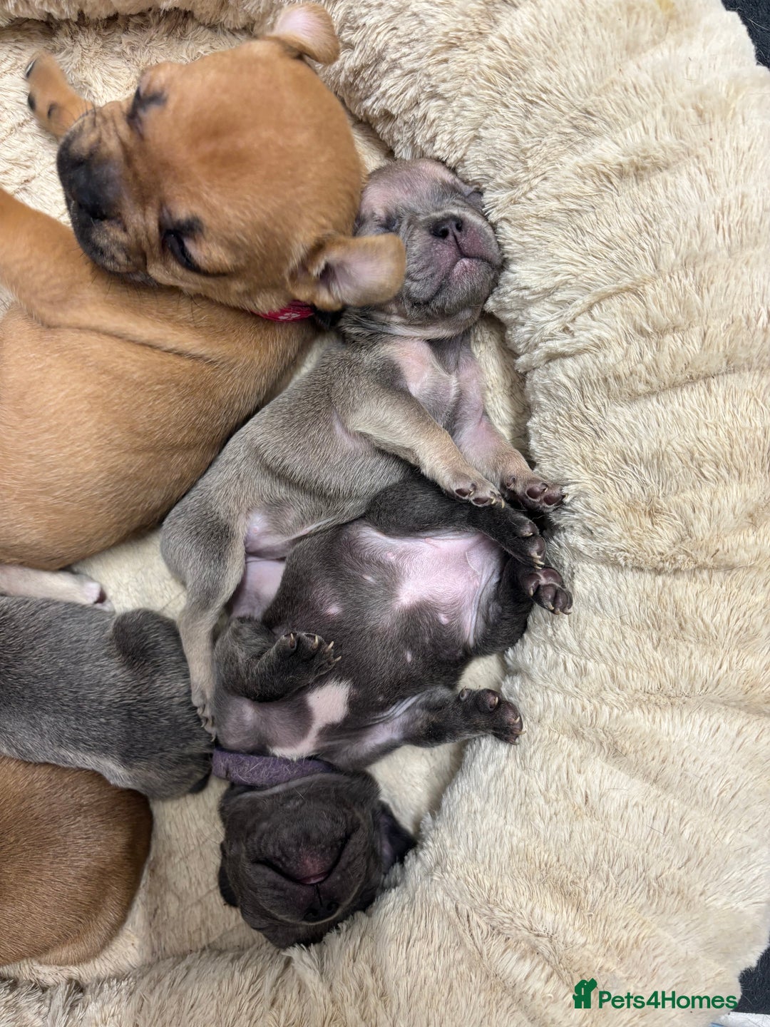 French Bulldog dogs for sale: 2 beautiful females left  - Advert 4