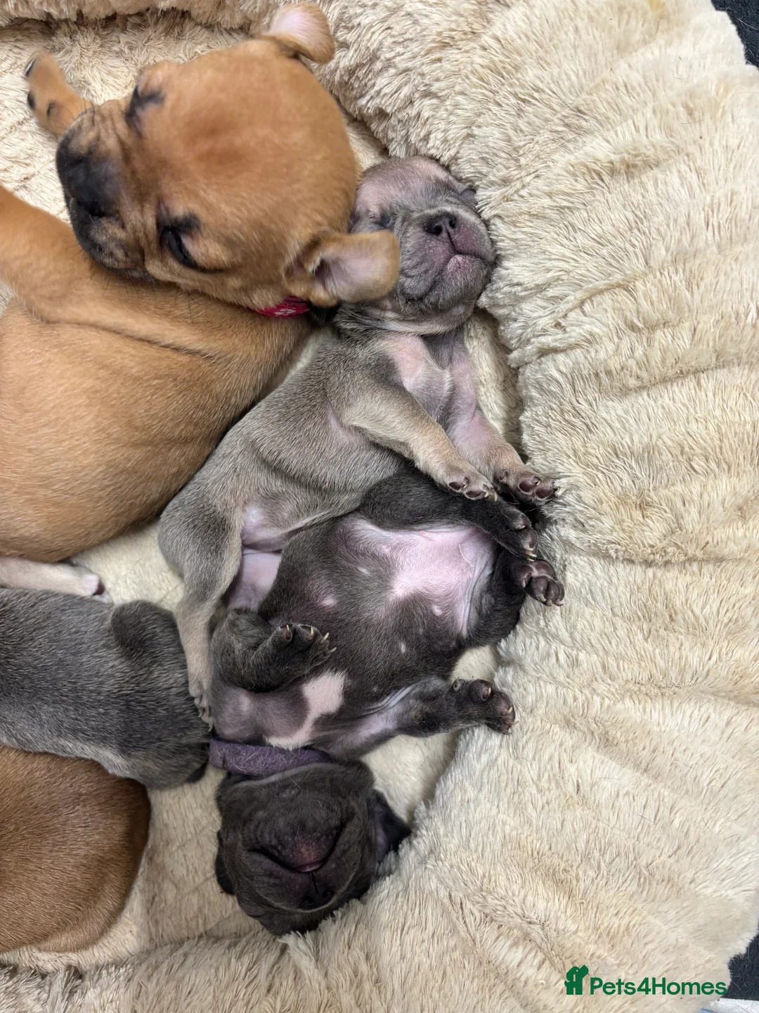French Bulldog dogs for sale: 2 beautiful females left  - Advert 4