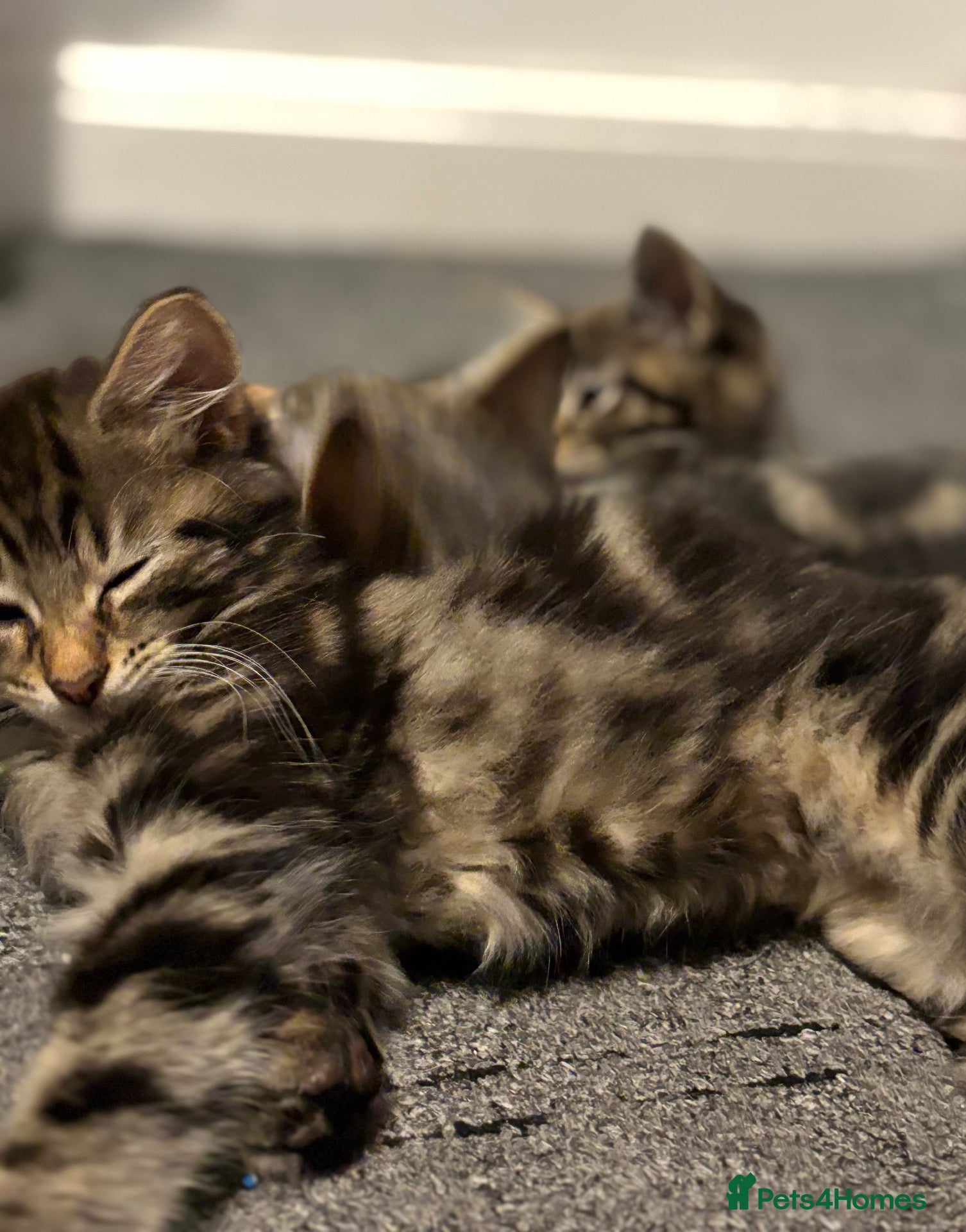 Mixed Breed cats Beautiful Kittens Ready To Go - Advert 7