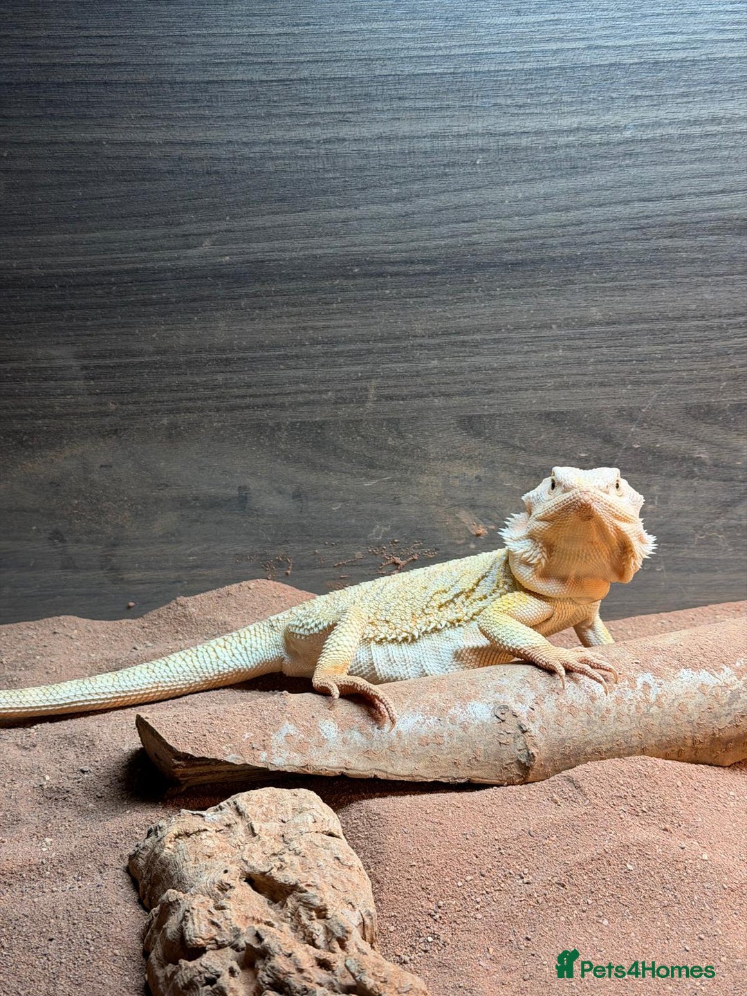 Bearded Dragon reptiles for sale: Leather morph bearded dragon  - Advert 3